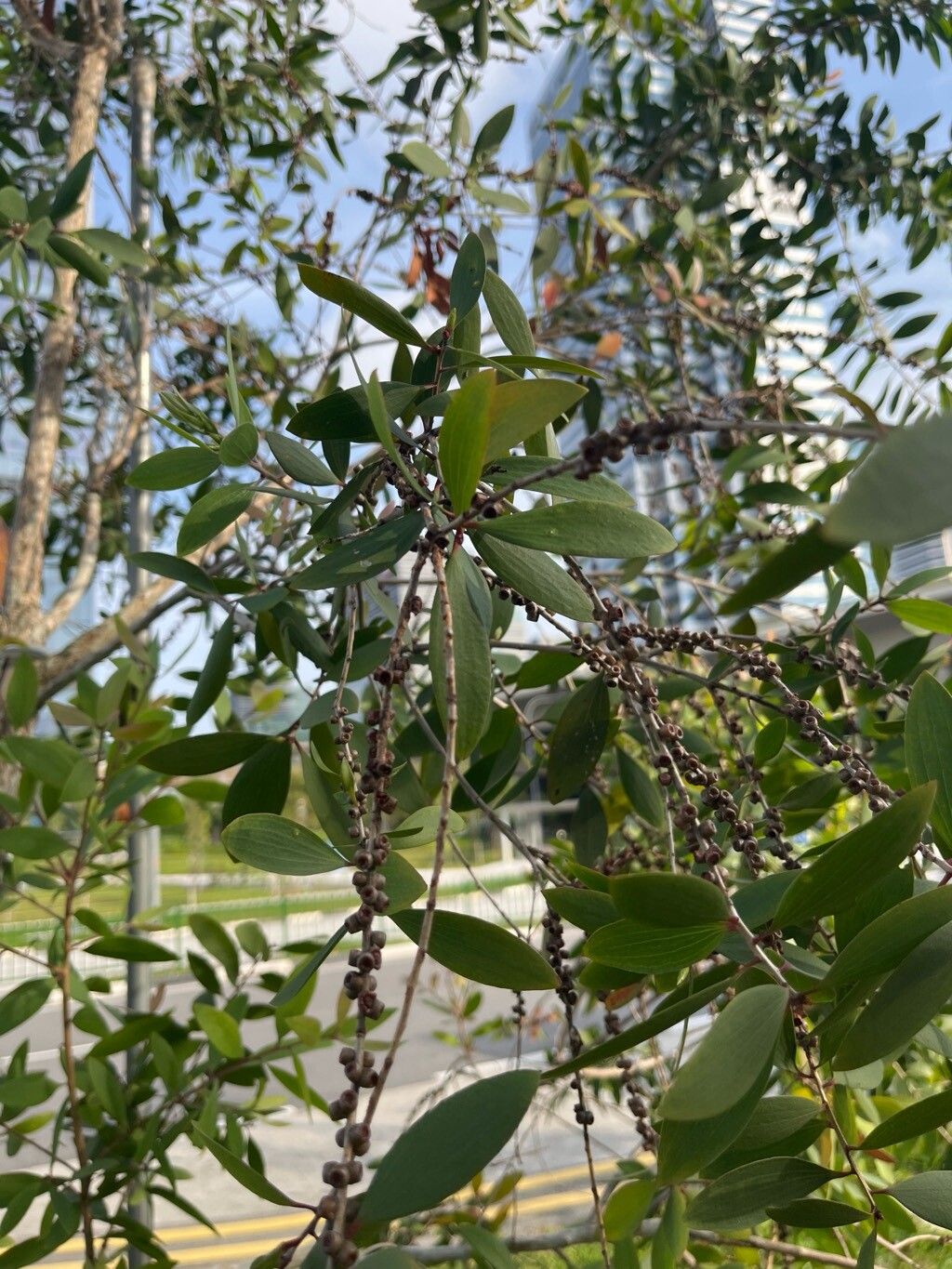 Melaleuca cajuputi flower