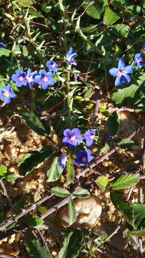Anagallis monelli flower