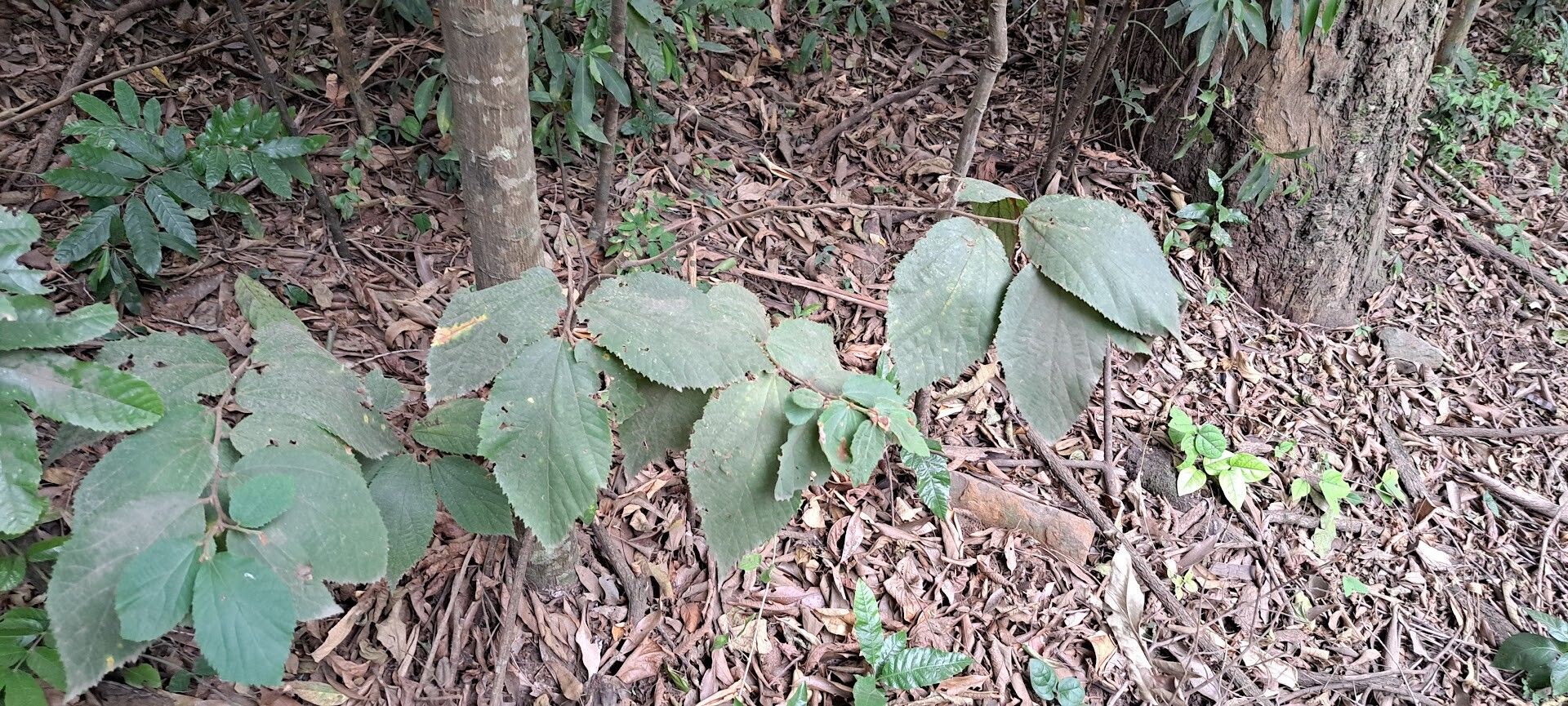 Luehea cymulosa — related species from the same genus