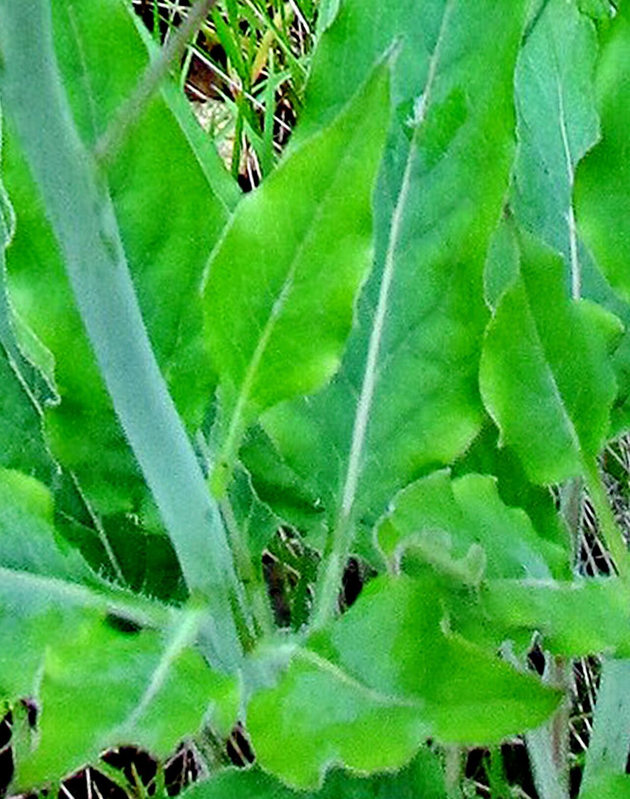 Adelinia grandis — related species from the same genus