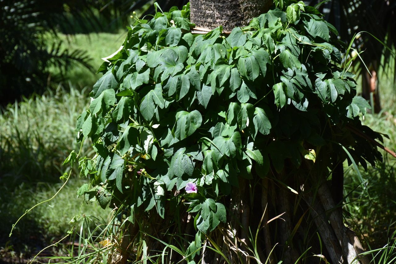 Ipomoea mauritiana habit