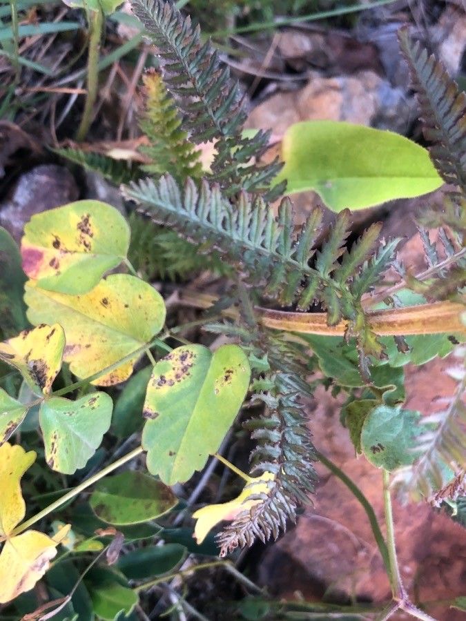 Pedicularis verticillata — search result for 'Orobanchaceae'