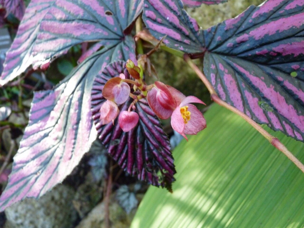 Begonia brevirimosa flower
