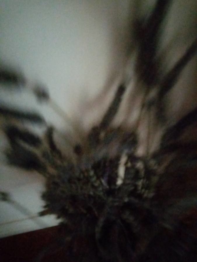 Poa leibergii — search result for 'Poa'