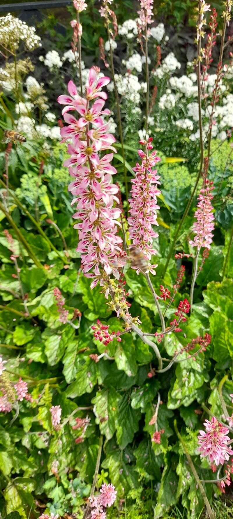 Francoa sonchifolia flower