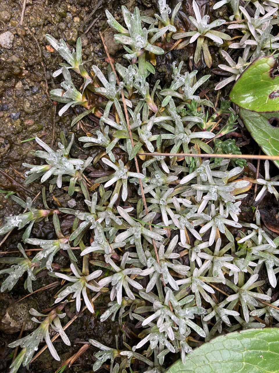 Lucilia kunthiana habit