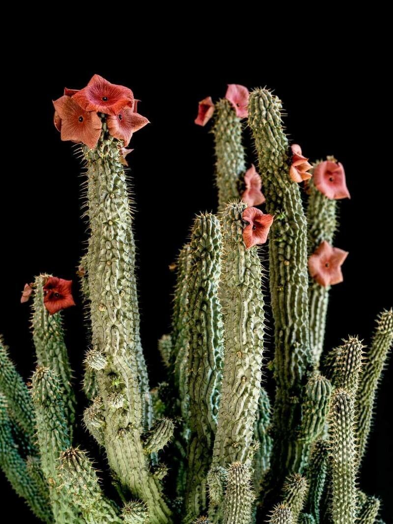 Hoodia ruschii — houseplant care guide