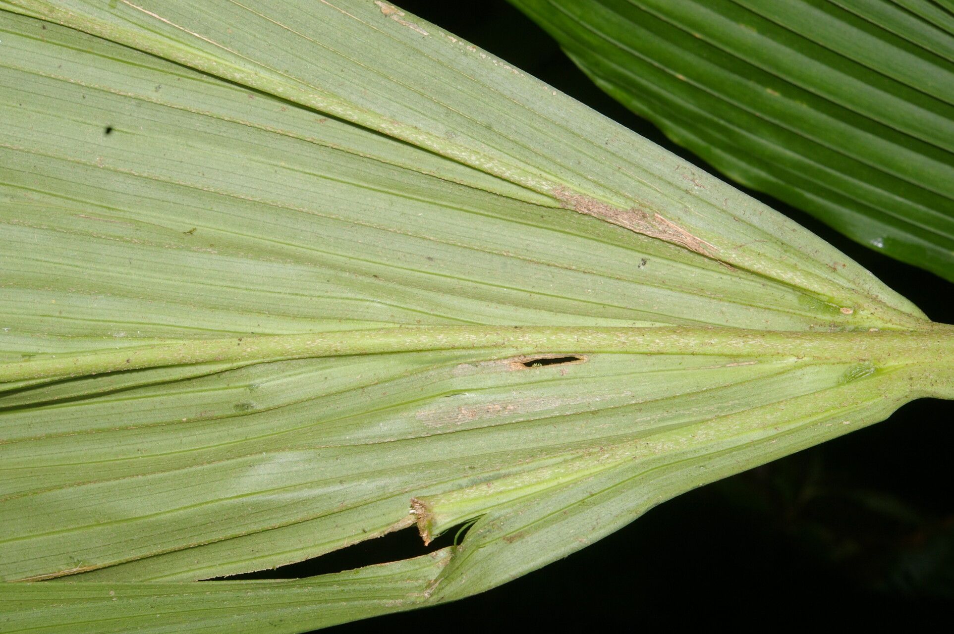 Asplundia euryspatha leaf