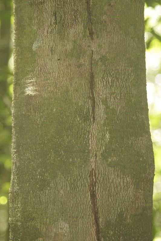 Protium cuneatum bark