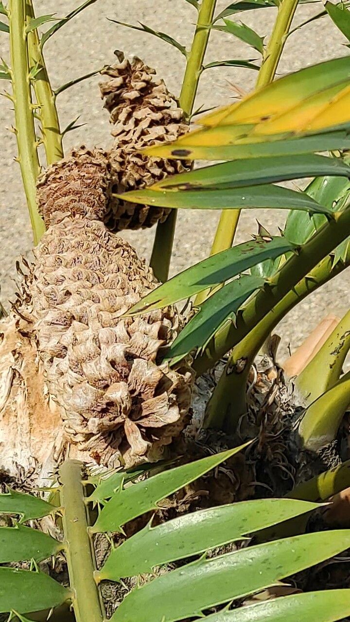 Encephalartos transvenosus fruit