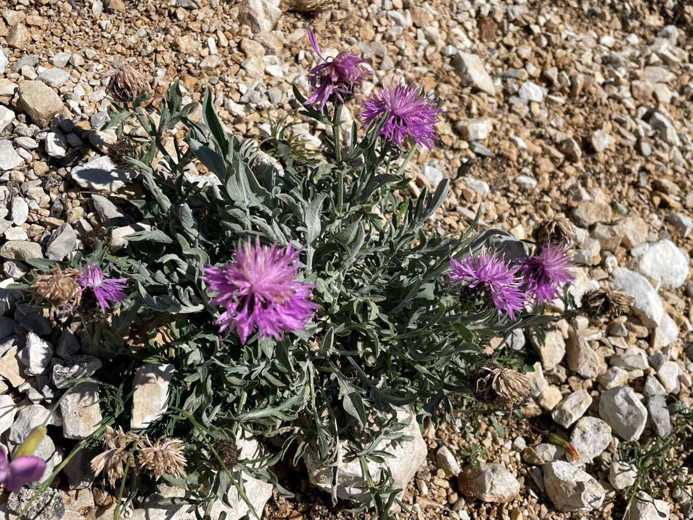Centaurea ambigua habit