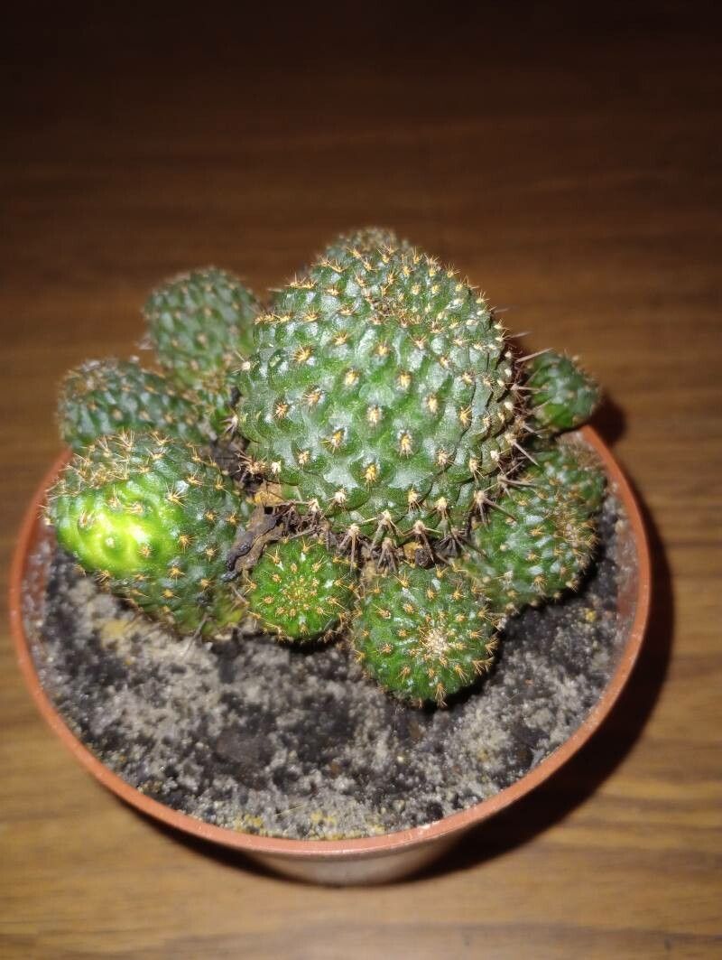 Aylostera kupperiana — houseplant care guide