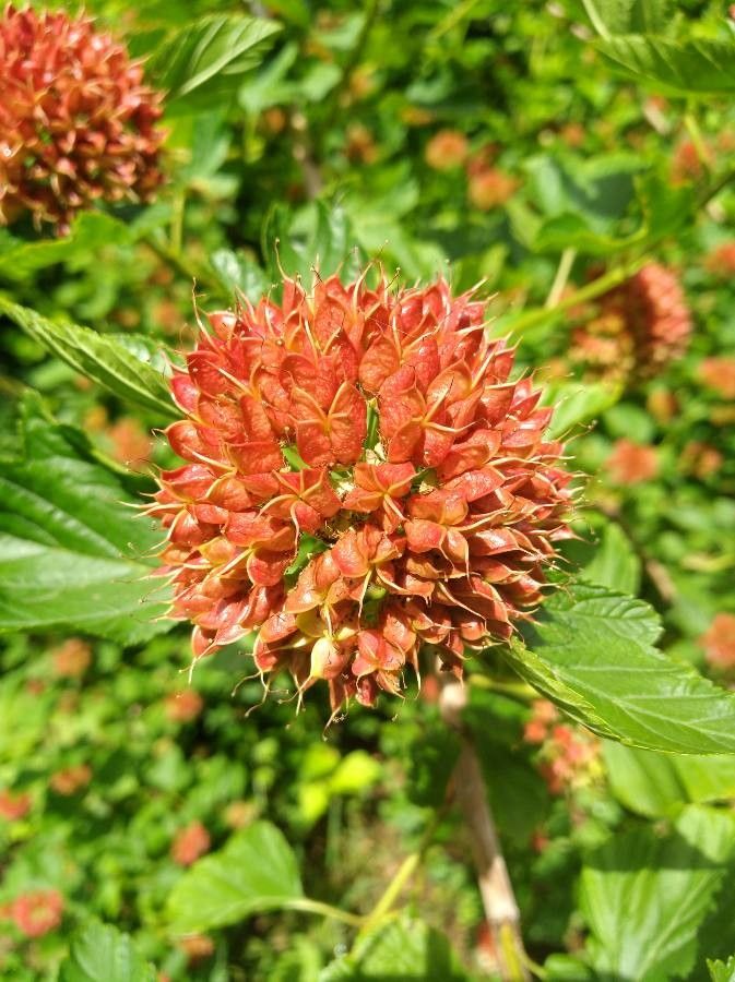 Physocarpus capitatus fruit
