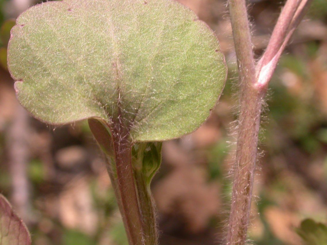 Ranunculus harveyi leaf