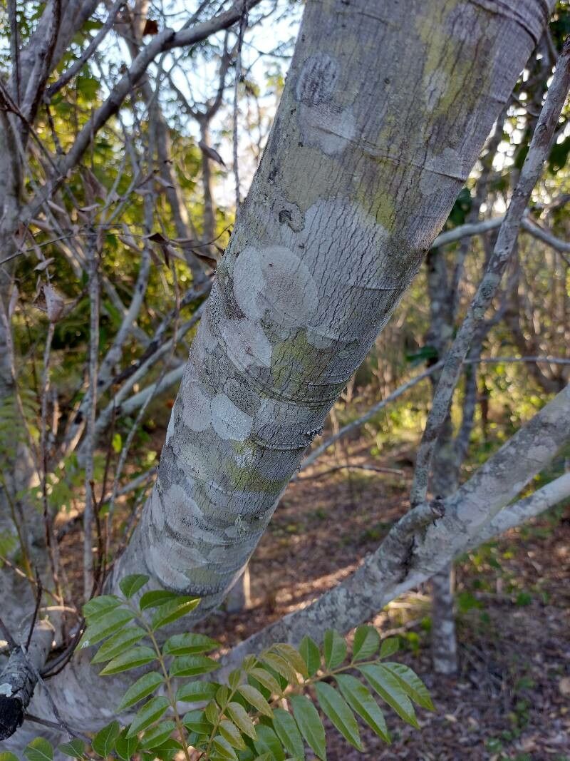 Pistacia mexicana bark