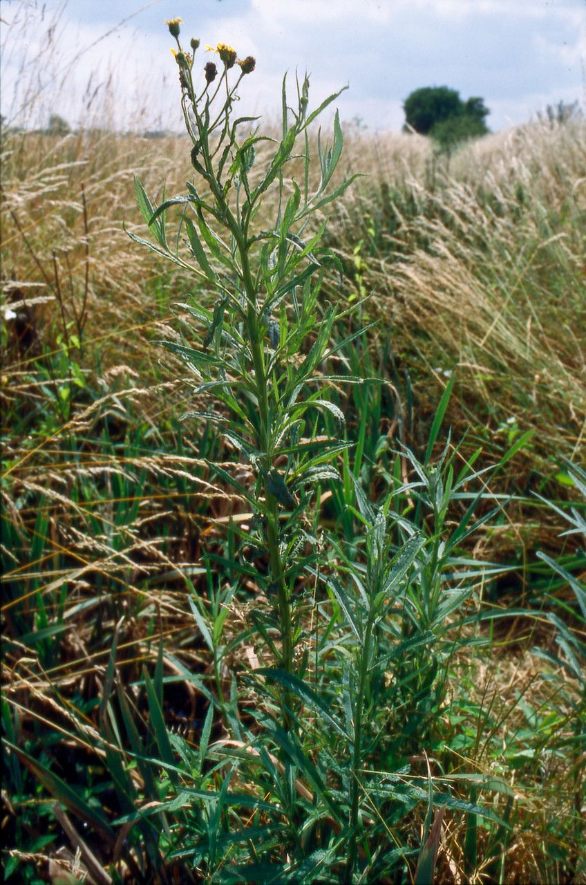 Jacobaea paludosa habit