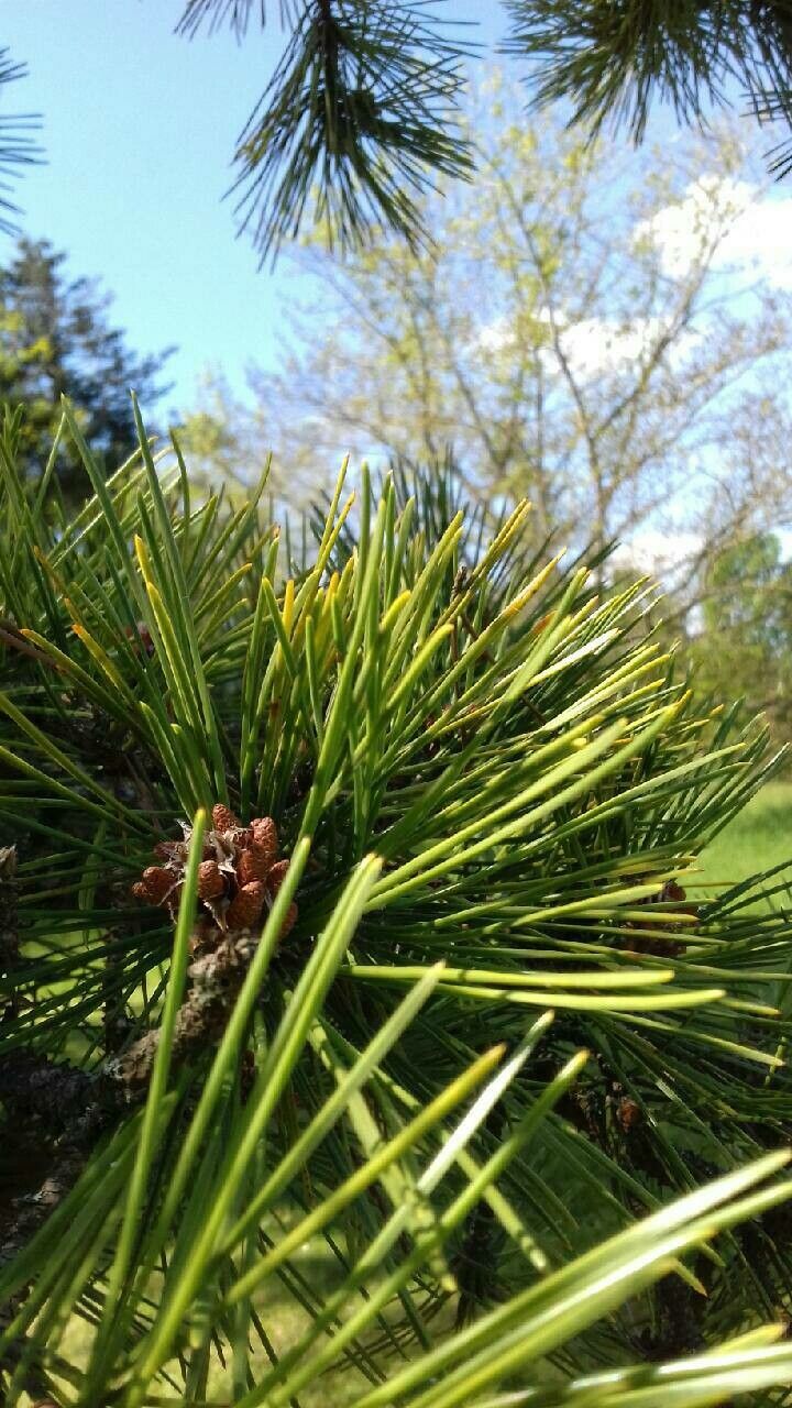 Pinus tabuliformis — houseplant care guide