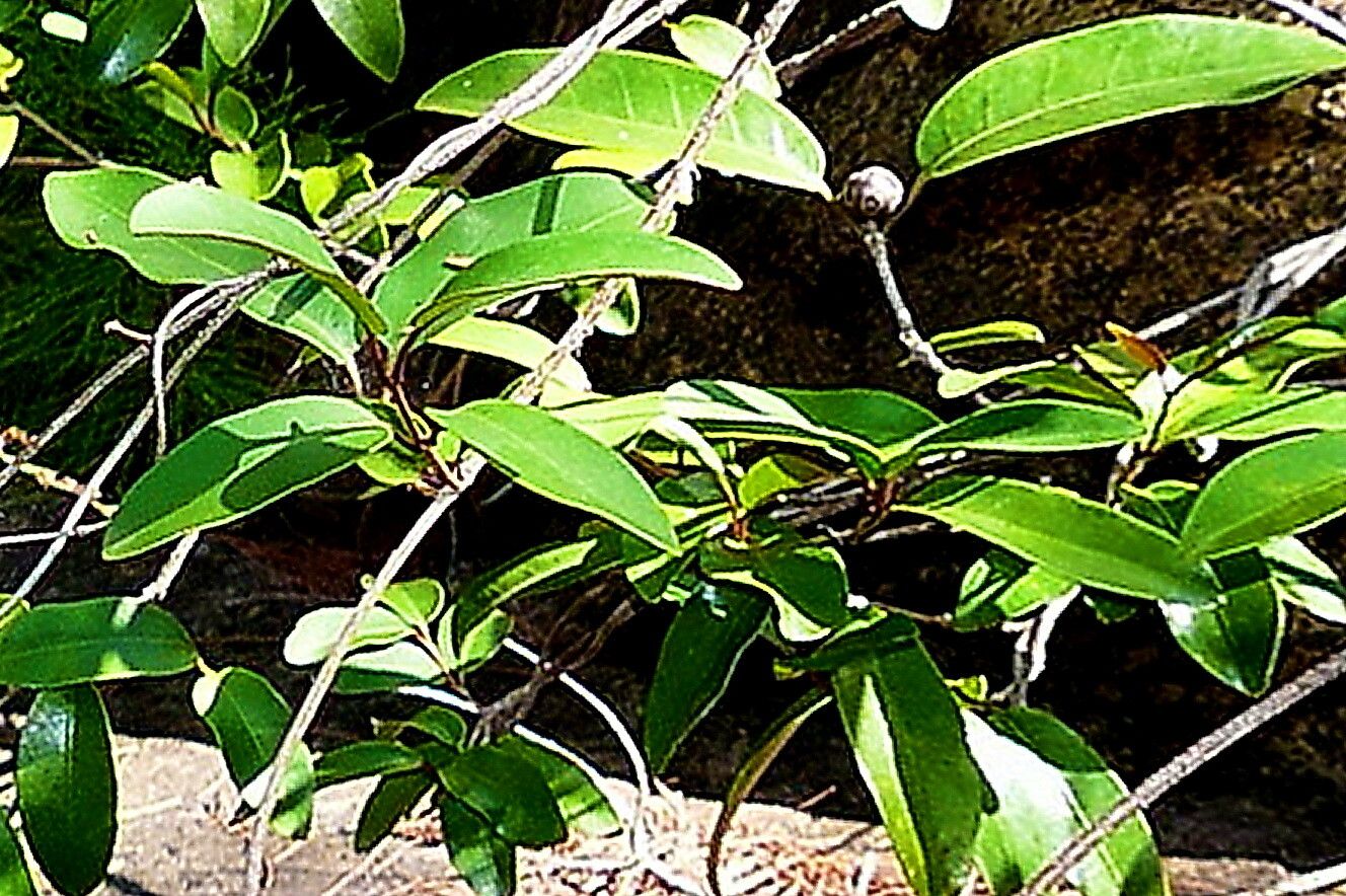 Gynochthodes myrtifolia — houseplant care guide