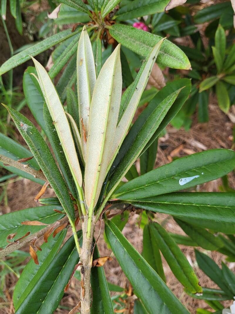 Rhododendron thayerianum leaf