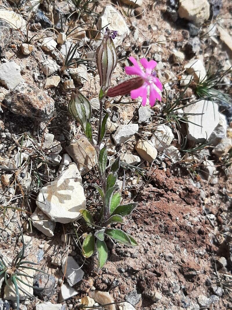 Silene littorea habit