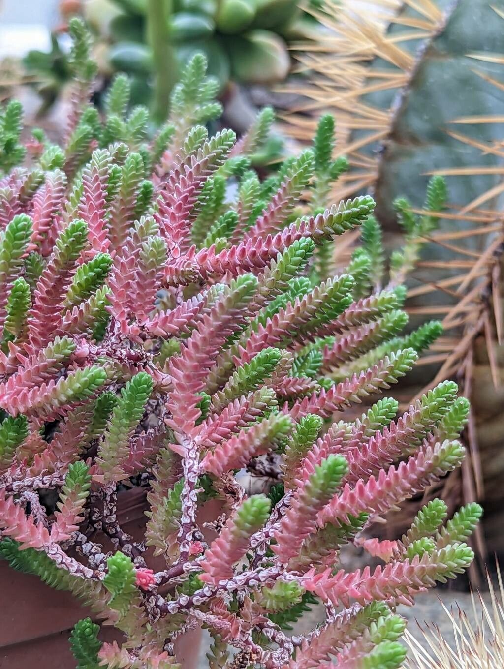 Sedum jurgensenii — houseplant care guide