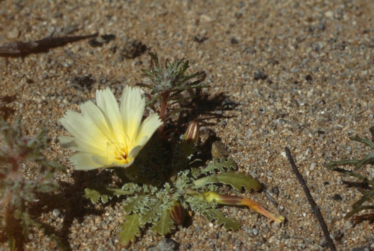 Glyptopleura setulosa flower