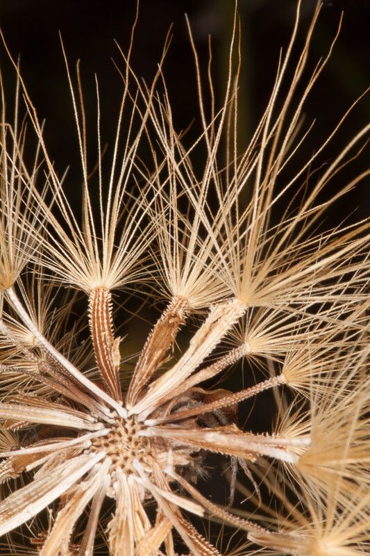 Scorzonera villosa fruit