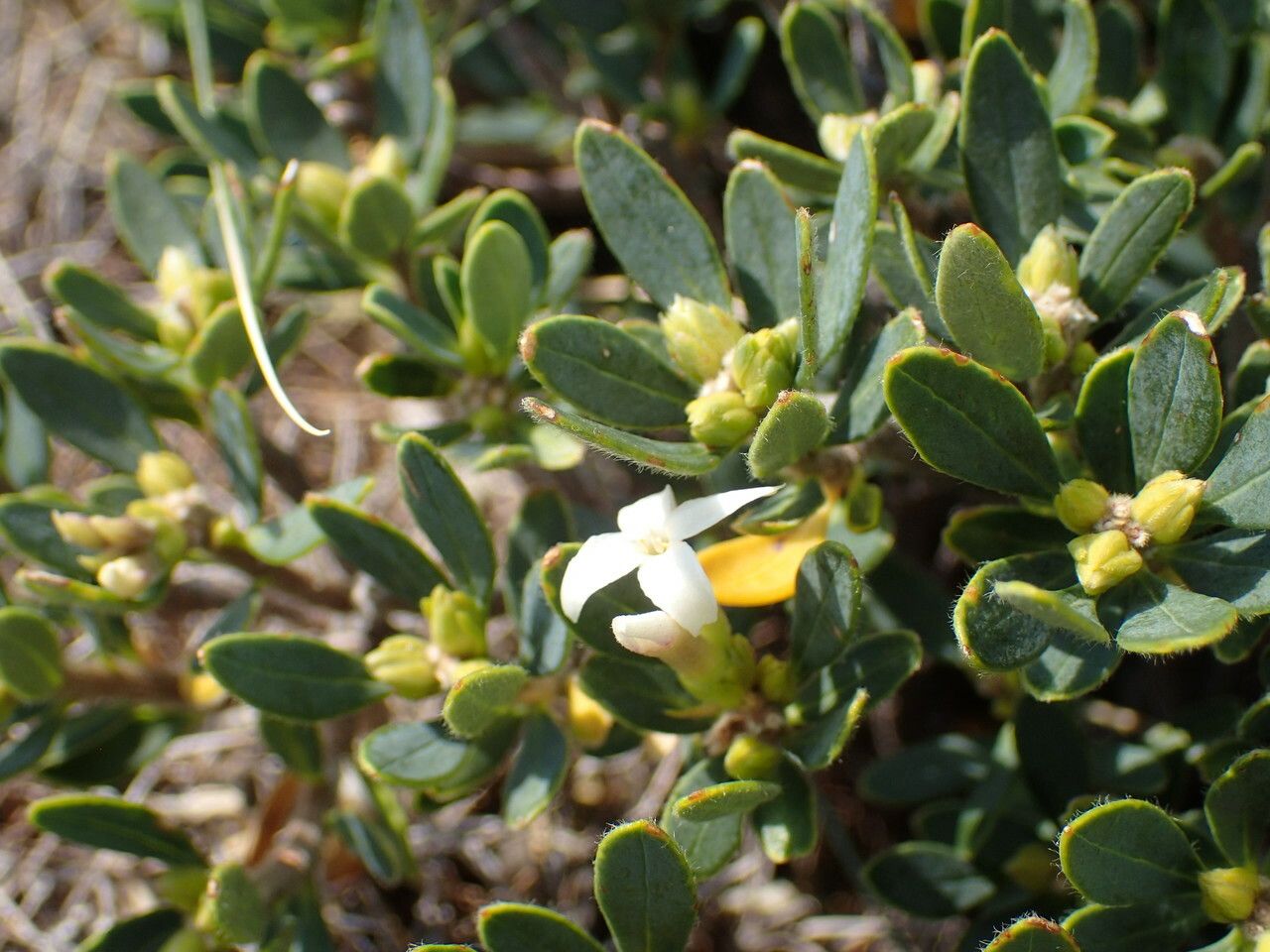 Daphne oleoides — search result for 'Daphne'