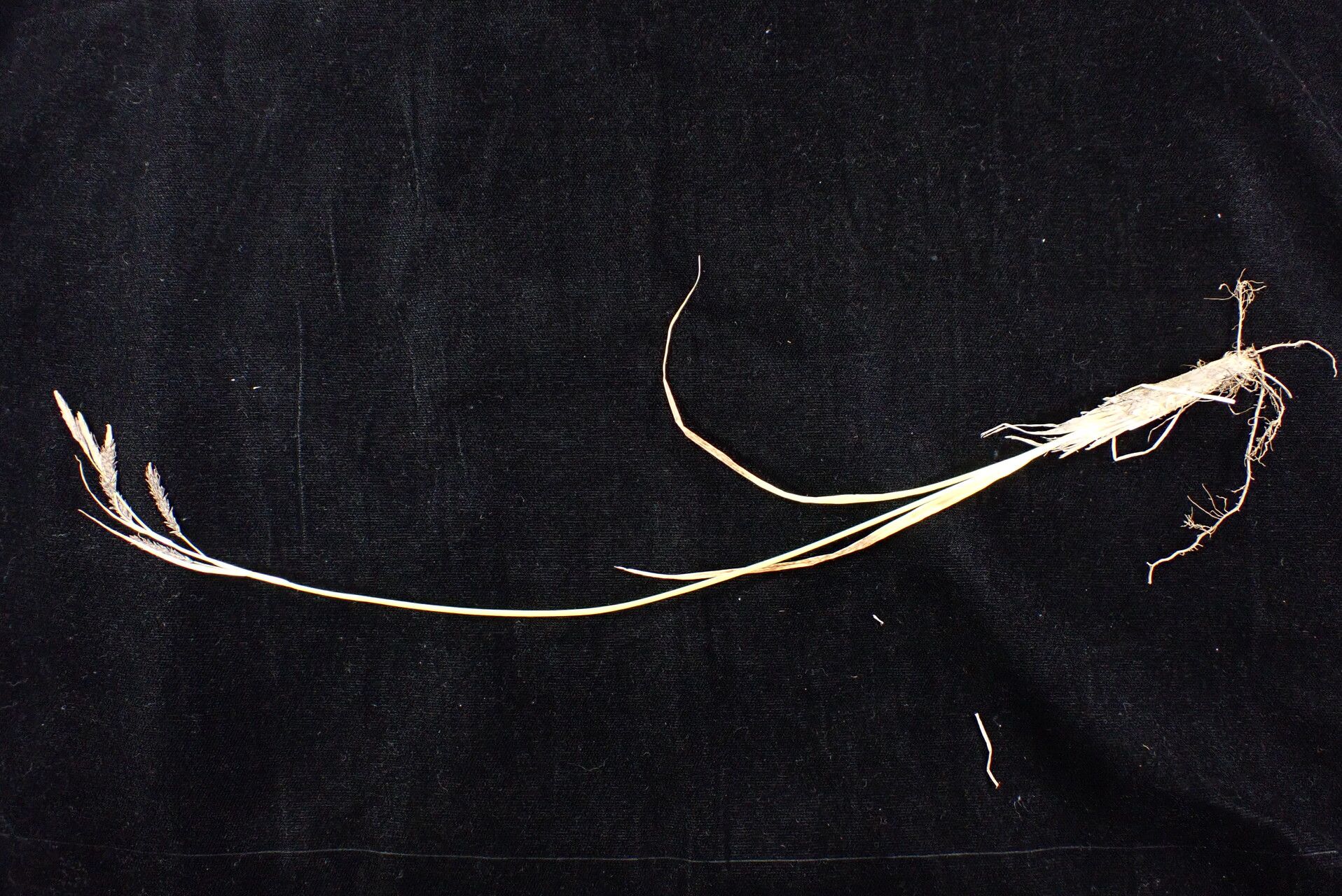 Carex haematostoma habit