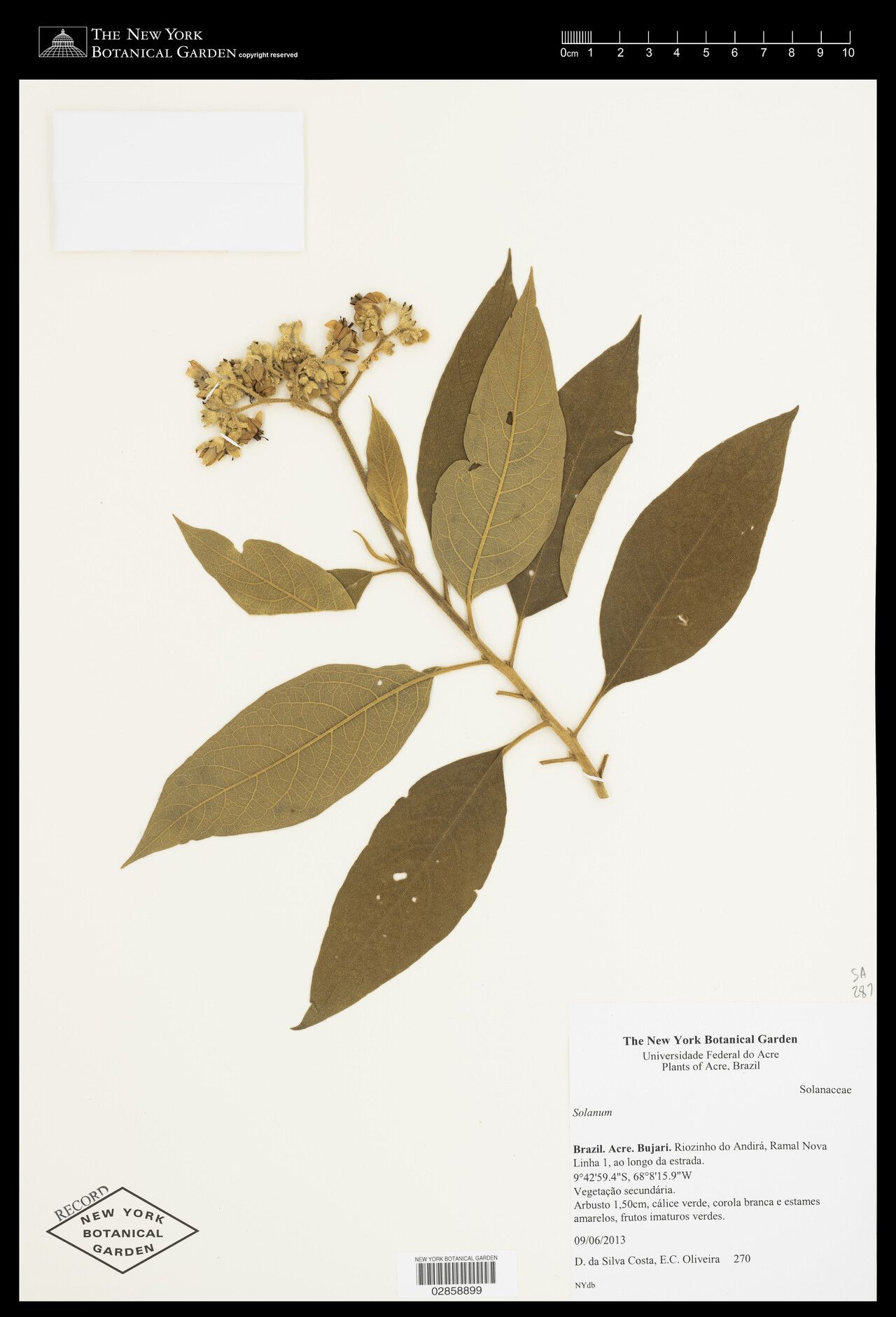 Solanum conglobatum — houseplant care guide