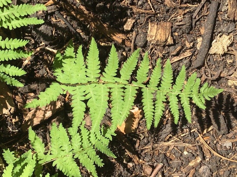 Thelypteris palustris — search result for 'Thelypteris'