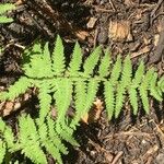 Thelypteris palustris