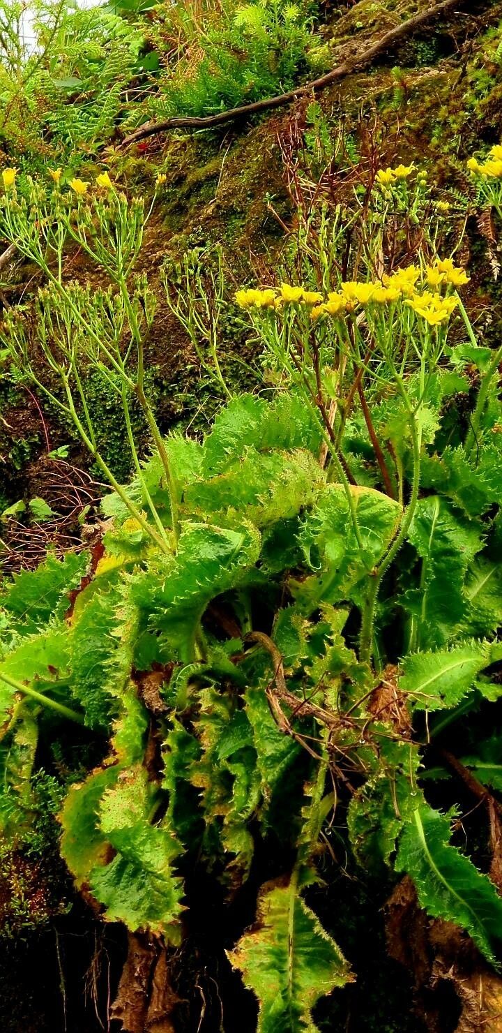 Leontodon rigens — houseplant care guide