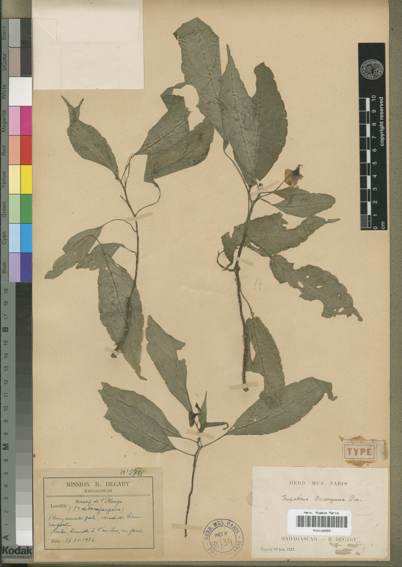 Impatiens decaryana — houseplant care guide