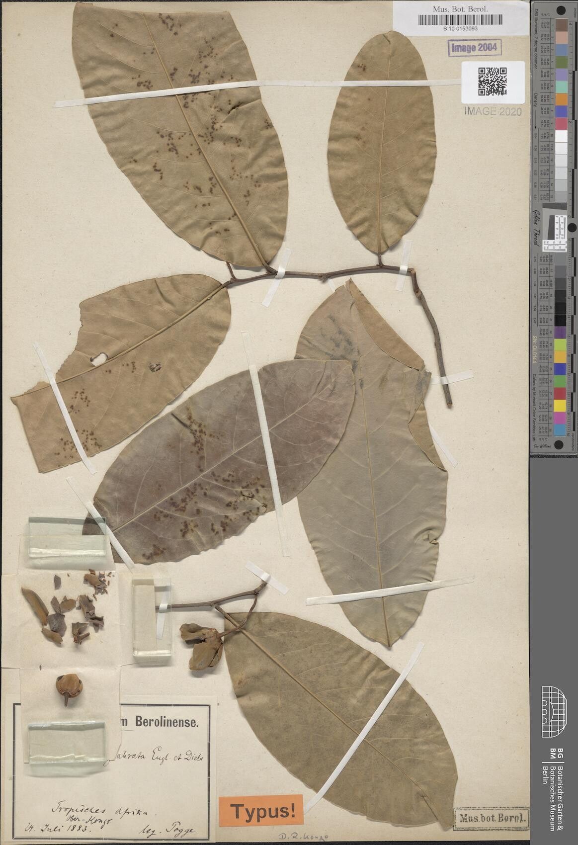 Uvaria glabrata — houseplant care guide