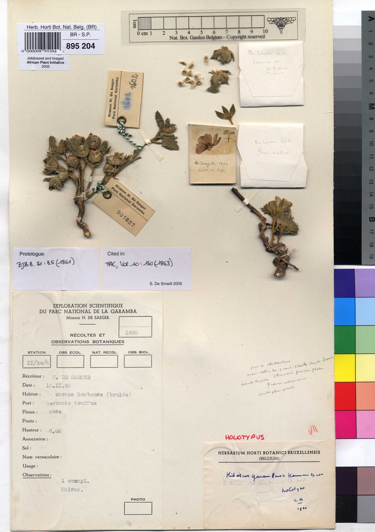 Hibiscus garambensis — houseplant care guide