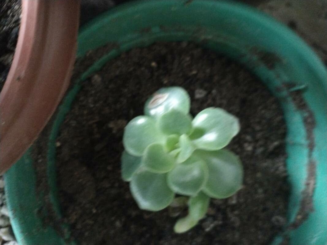 Echeveria australis fruit