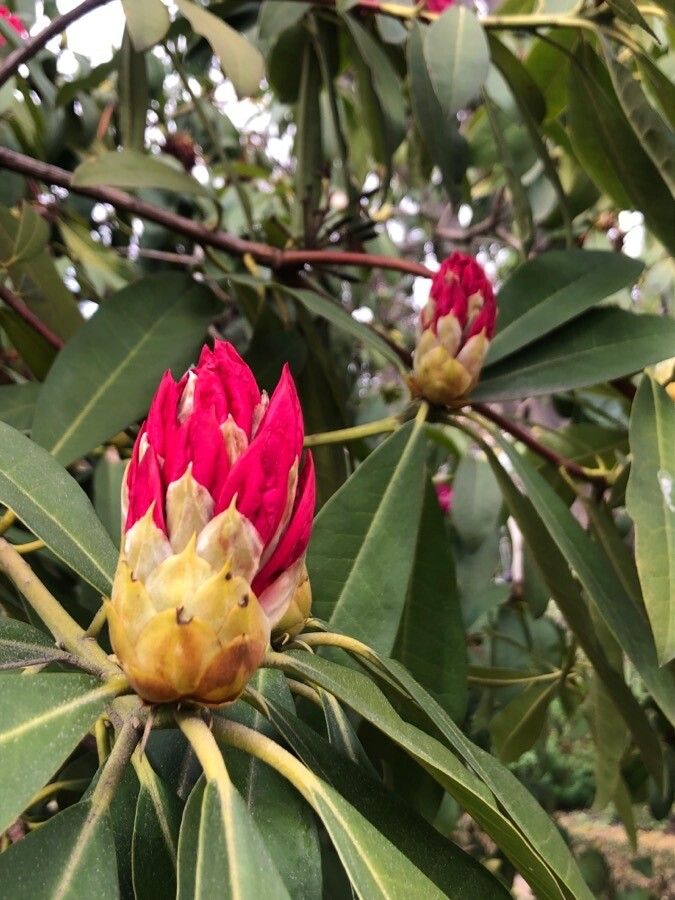 Rhododendron arboreum flower
