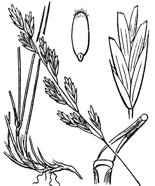 Festuca dimorpha other