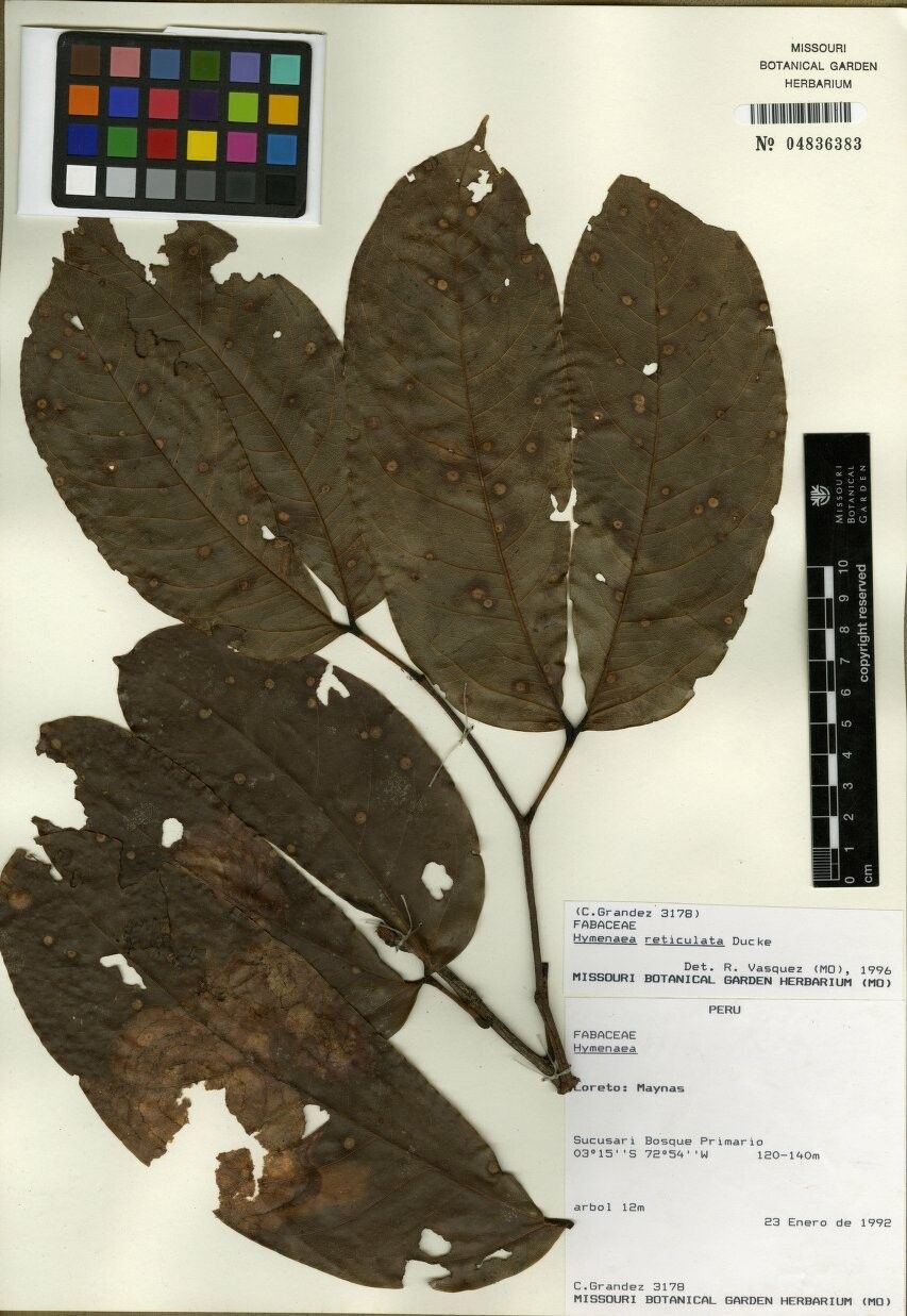 Hymenaea reticulata — houseplant care guide