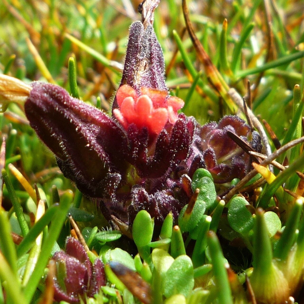 Castilleja pumila flower