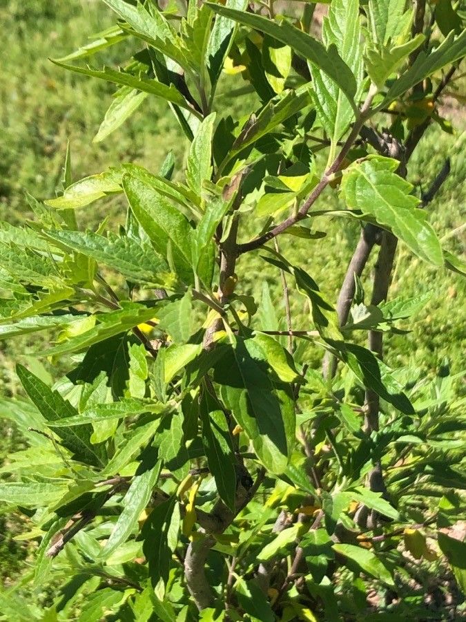 Caryopteris incana — search result for 'Lamiaceae'