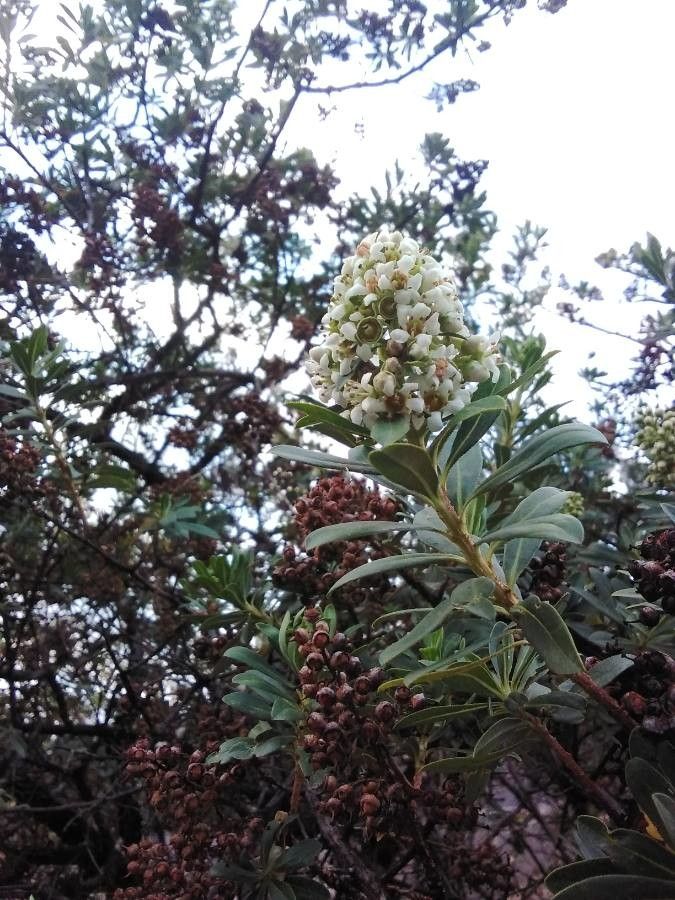 Escallonia resinosa — clay tolerant houseplant