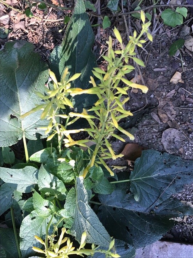 Salvia madrensis flower