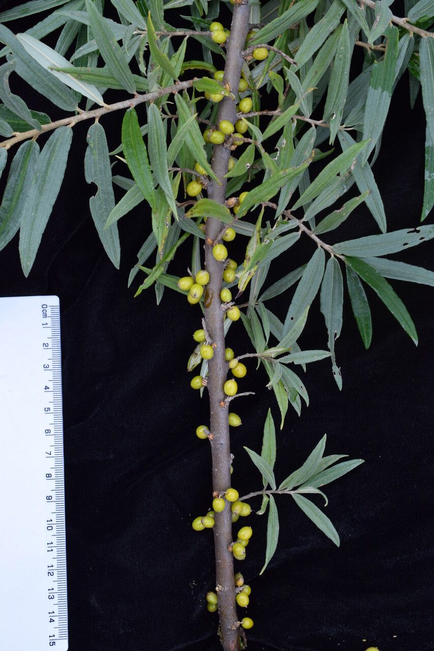 Hippophae salicifolia — related species from the same genus