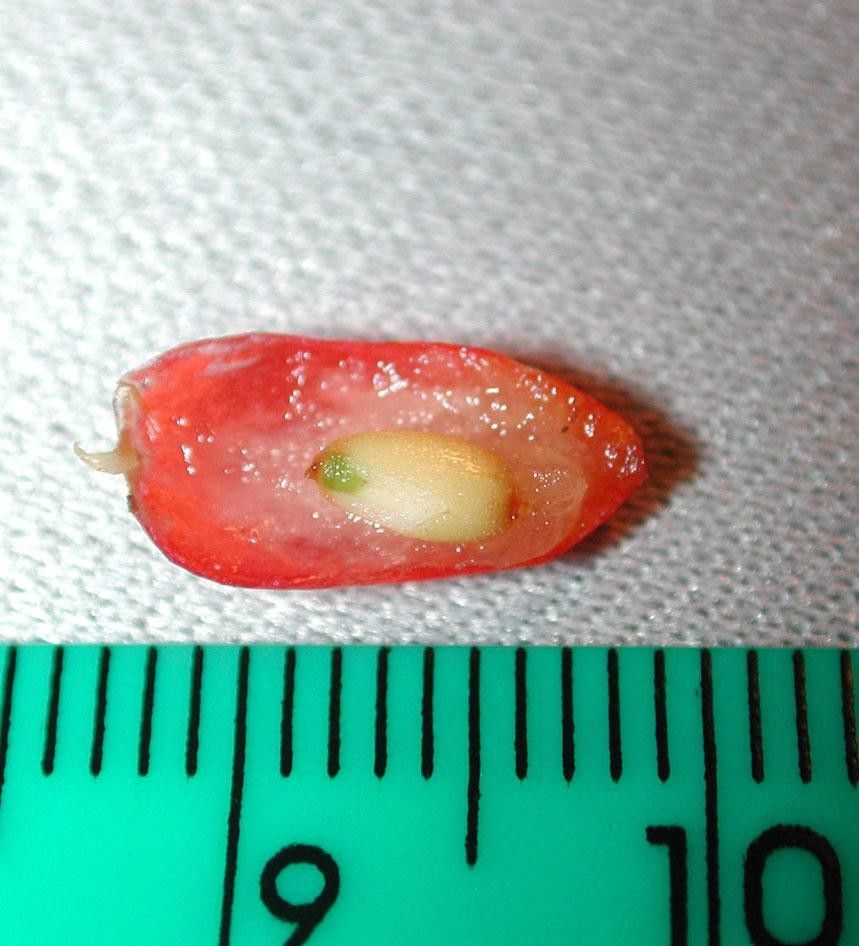 Anthurium cuspidatum other