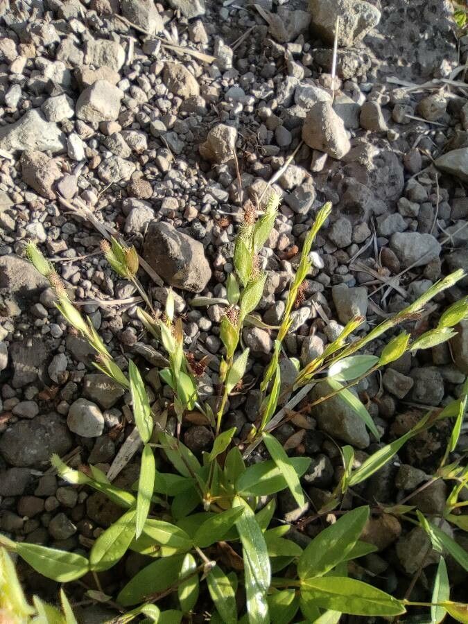 Zornia gibbosa fruit