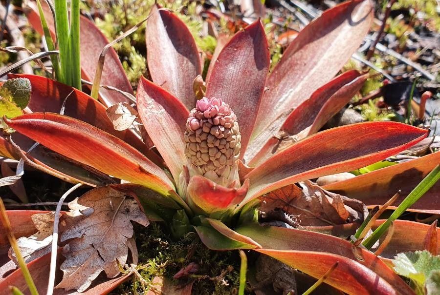 Helonias bullata other