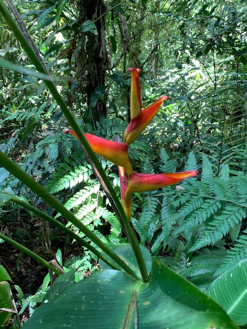 Heliconia spathocircinata — search result for 'Heliconia'
