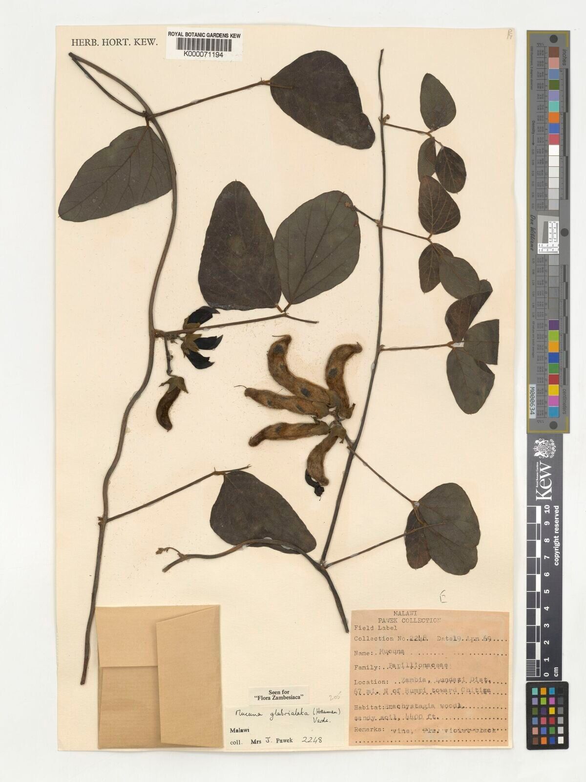 Mucuna glabrialata — related species from the same genus